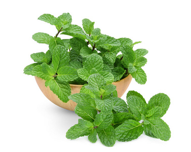 白色背景下隔离的木盆中的新鲜薄荷叶照片