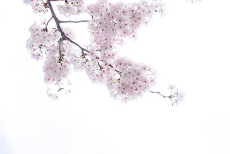 樱花樱花的美妙意境图片