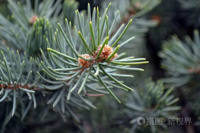 细枝 冬天 木材 植物 自然 春天 云杉 松木 季节 圣诞节