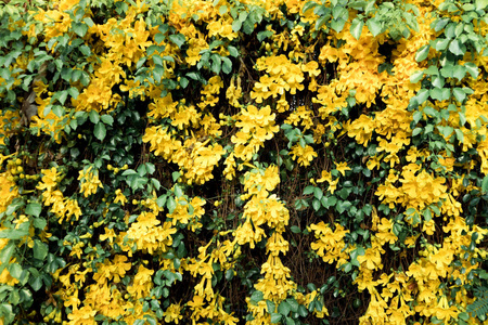 猫爪爬藤植物黄色的花图片