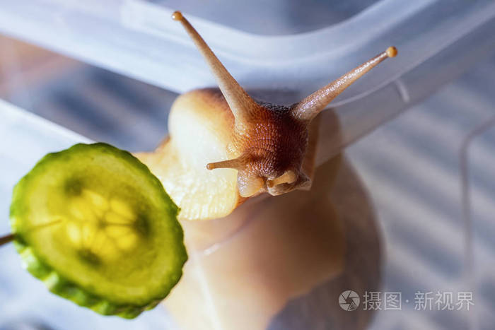 大棕色蜗牛特写阿基丁的大蜗牛吃黄瓜