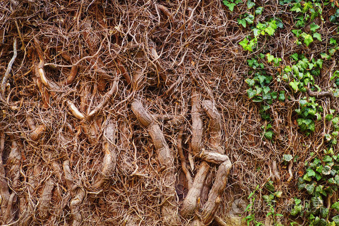 墙上野生常春藤的根常春藤根的背景