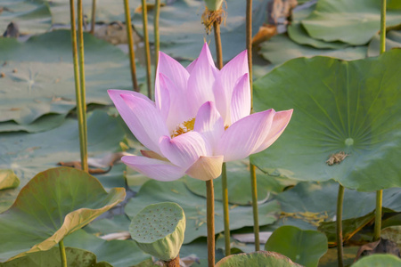 荷花池粉莲图片