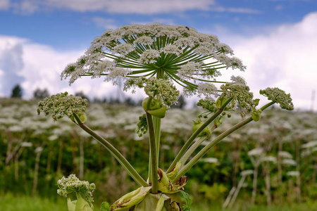 这些有害的杂草能从可能的掠食者那里得到良好的避难蒺藜草或砂骨刺