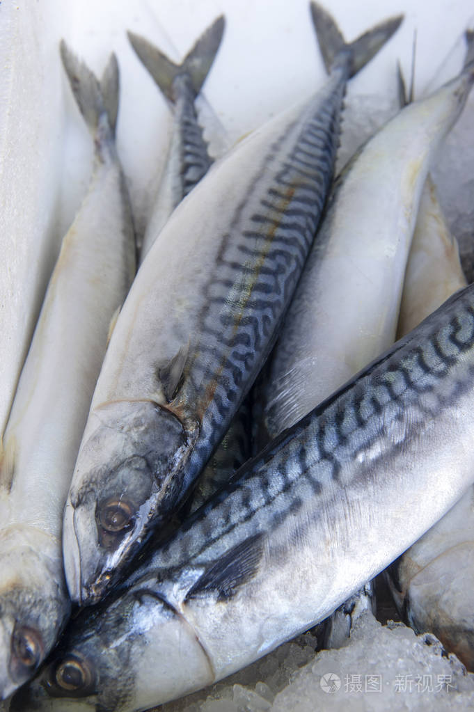 冰上冻鲭鱼