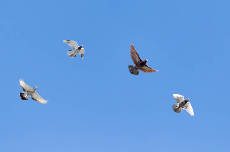 飞翔的鸽子和平图片