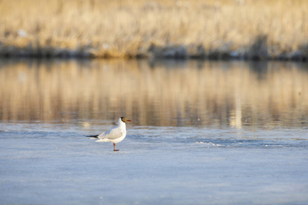 燕鸥站在半冻池塘的阳光下图片