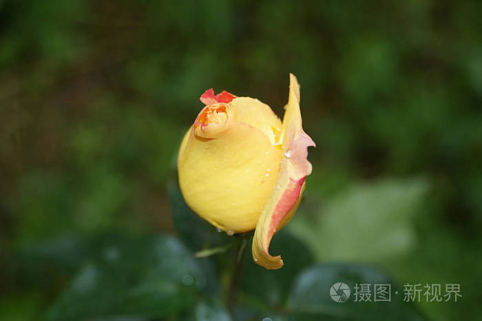 春天 纹理 夏天 颜色 植物 粉红色 露水 玫瑰 浪漫 美女