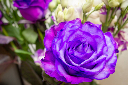 美丽的盛开的紫色玫瑰花图片