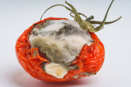 根霉菌图片-根霉菌素材-根霉菌插画-摄图新视界