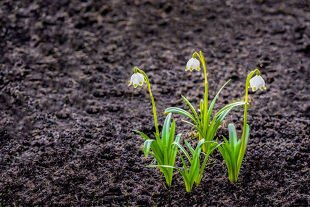 初春盛开的花素材图片 初春盛开的花图片素材下载 摄图新视界 初春盛开的花素材图片 初春盛开的花图片素材下载 摄图新视界