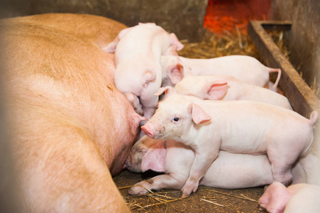 喂奶粉在养猪场喂奶的小猪照片