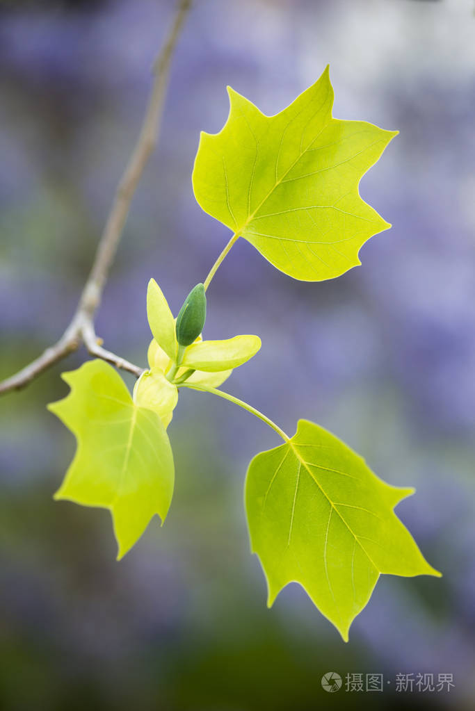 郁金香的叶子和花蕾