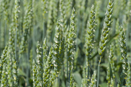 开花的小麦小麦开花穗照片