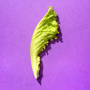 紫叶生菜图片