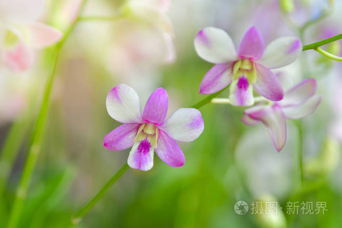 White orchid blooming in the garden. 