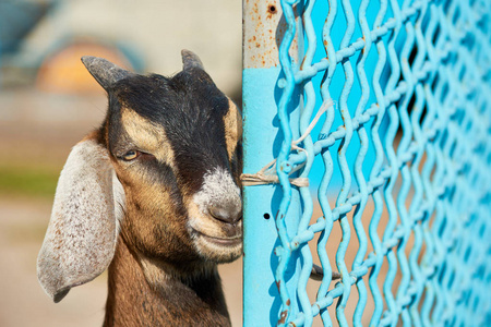 在动物园的山羊图片