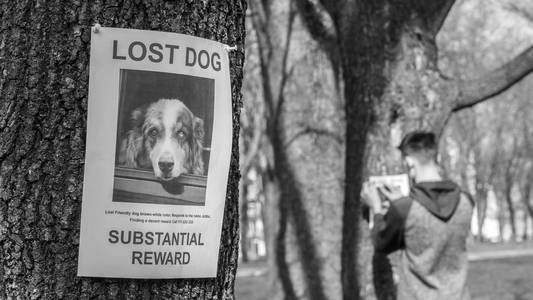 少年贴失踪狗海报图片