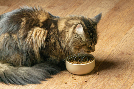 两只猫吃饭街猫在城里吃饭,被遗弃的动物两只猫吃饭一群猫和两只小猫