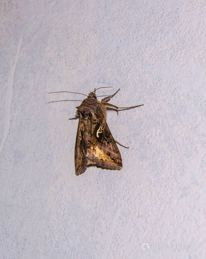 飞蛾坐在墙上