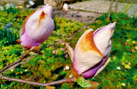 花园里美丽的第一朵春花木兰图片