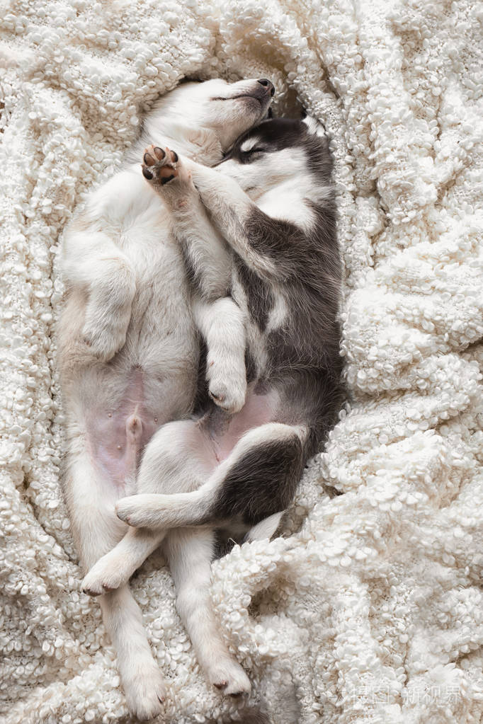 可爱的哈士奇小狗在家睡觉