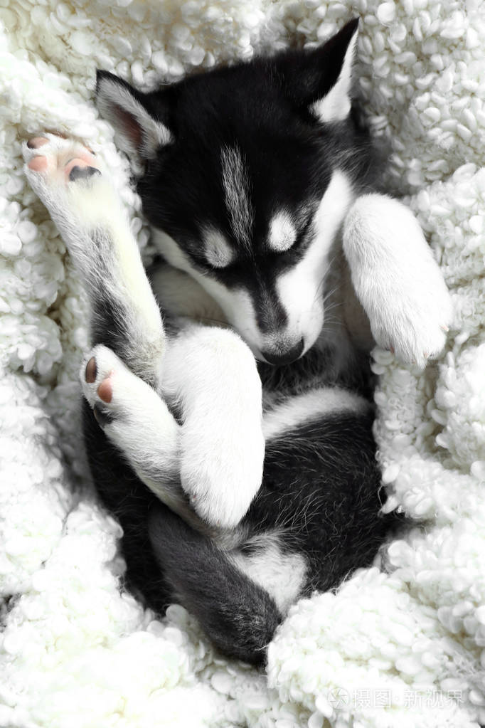 可爱的哈士奇小狗在家睡觉