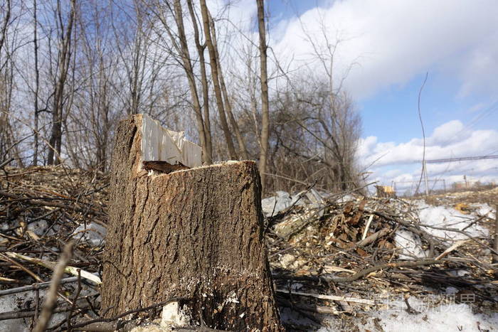 毁林现场树木被砍伐后留下的东西树桩和木屑自然毁灭的概念