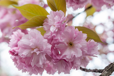 特写果树粉色花朵春花盛开图片