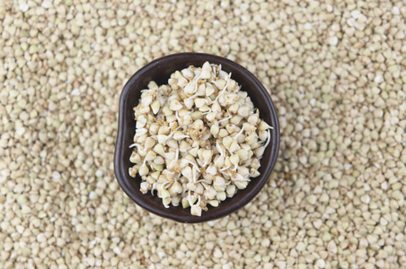 中绿色的蝼蛄宏一碗中的绿色荞麦芽.宏镜头.生荞麦.照片