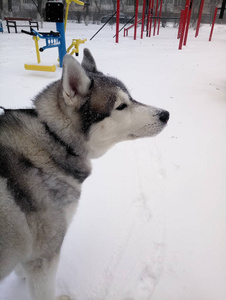 白天在雪地里跑的哈士奇狗图片