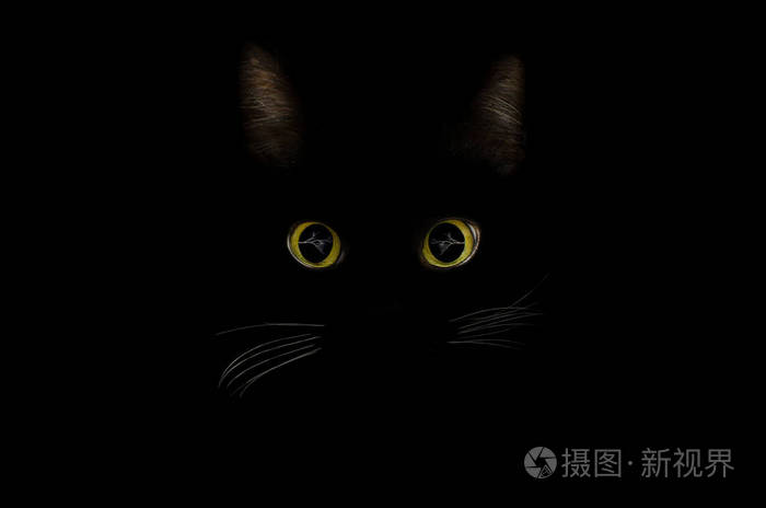 黑猫概念 黑色神秘风格 猫眼闪闪发光照片 正版商用图片2id386 摄图新视界