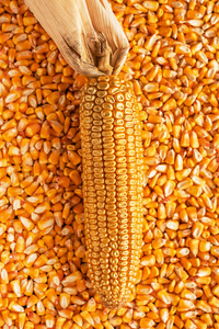 金籽玉米芯概念形象图片