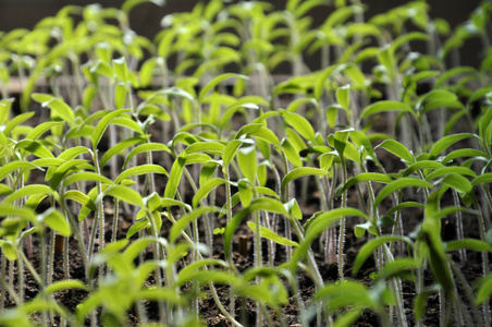 幼苗的甜辣椒甜椒育苗照片