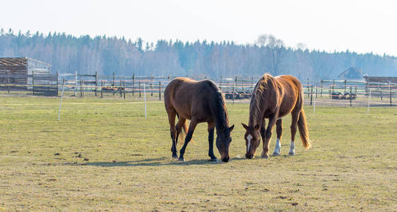 两匹马吃两匹马在草地上吃草.吐温美丽的马.照片