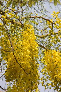 小黄花或决明子瘘管花图片