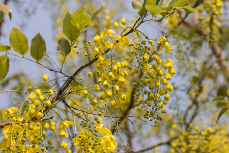 小黄花或决明子瘘管花图片