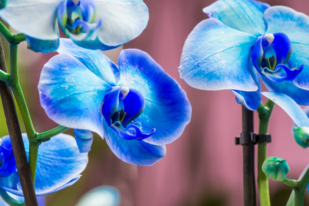 蓝色蝴蝶兰图片