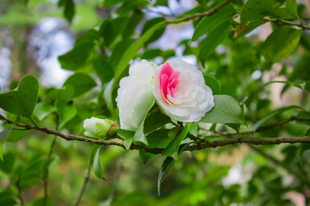 日本古代山茶花品种.常绿灌木在灌木丛中盛开的日本山茶花.