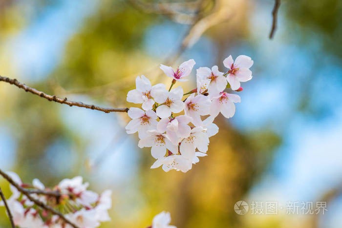 Cherry blossom in spring for background or copy space for text 