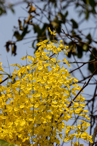 小黄花或决明子瘘管花图片