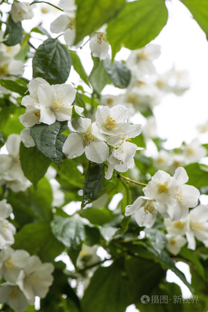 茉莉花丛开着白花一滴水自然背景