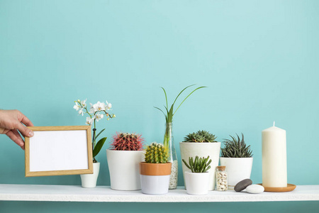 白色的架子靠着柔和的绿松石墙,在不同的盆里收集各种仙人掌和多汁