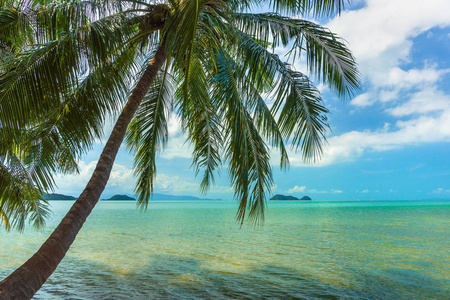 泰国异国风情海滩的棕榈树图片