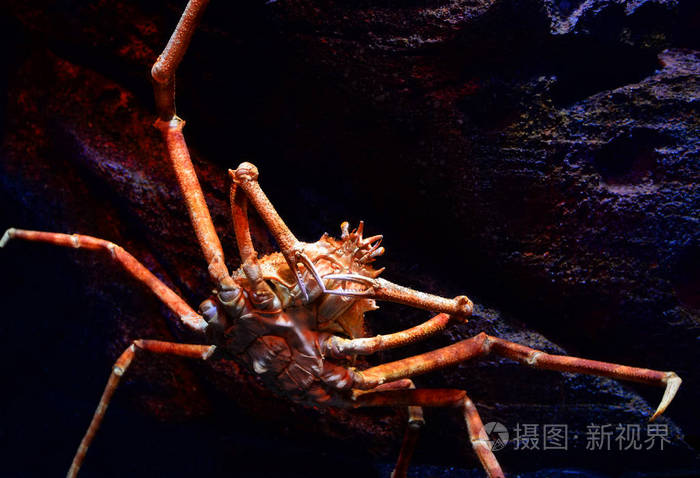 日本巨型蜘蛛蟹在水下水族馆游泳