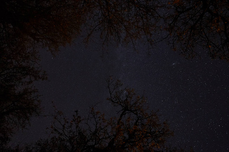 森林上空有许多星星的夜空图图片