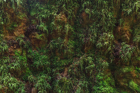 天然青苔墙背景图片