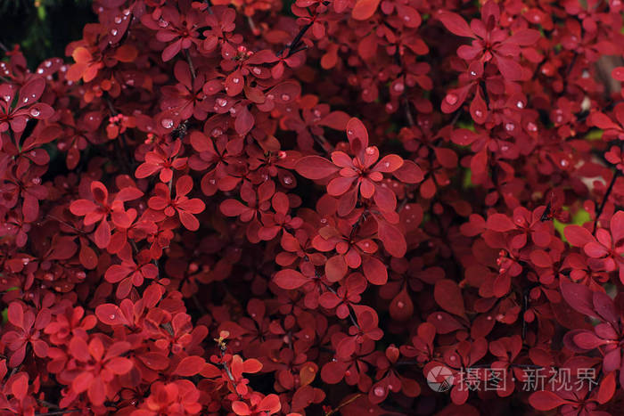Red background from plant leaves. Fresh spring tropical greens. 