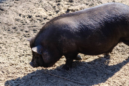 农家猪肉猪小猪,可爱.照片