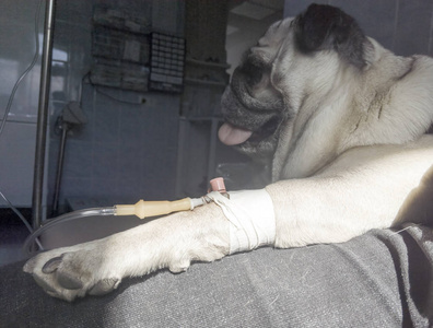 哈巴狗通过外周导管接受静脉输液.兽医诊所的狗照片